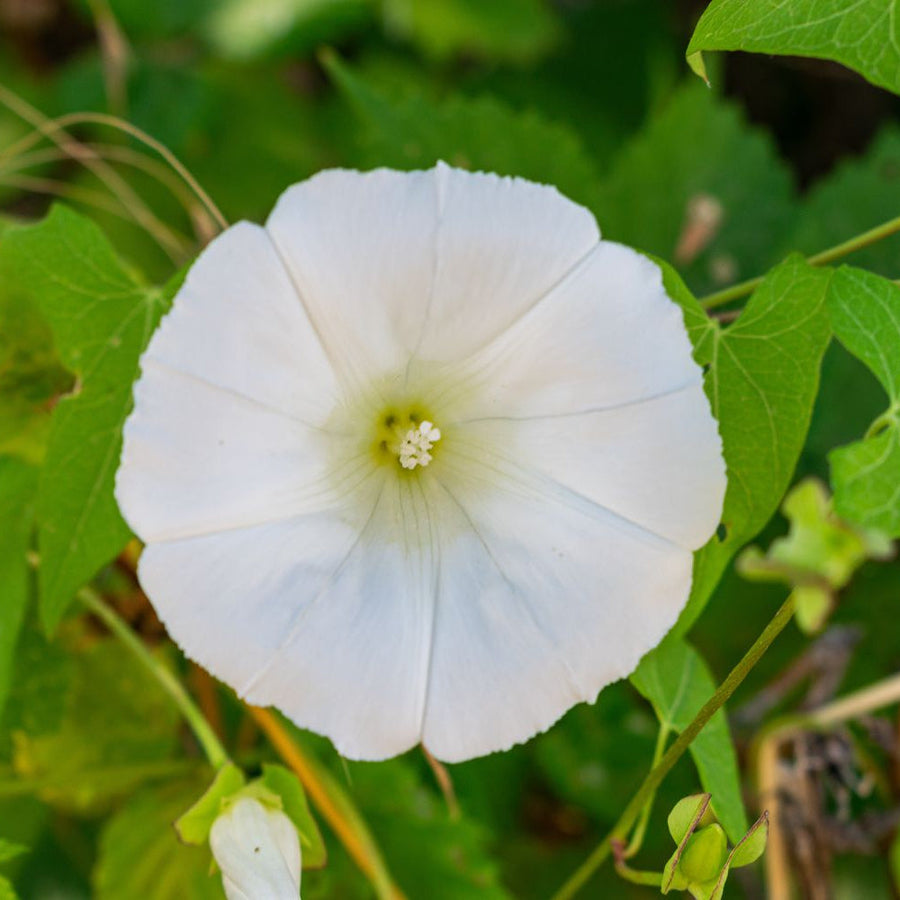 White Moonflower Seeds