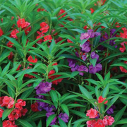 Balsam Impatiens Seeds