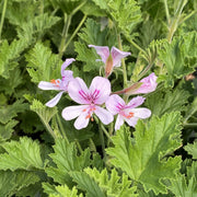 Fragrant Citronella Seeds