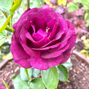Rosa Seeds, Twilight Zone