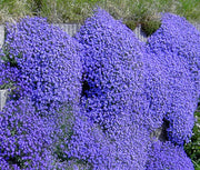 Cascade Dark Blue Aubrieta Seeds