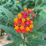 Bloodflower Milkweed Asclepias Curassavica Seeds