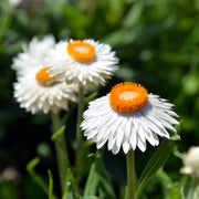 Long Everlasting Seeds