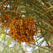 Fruit Bearing Phoenix Sylvestris Seeds