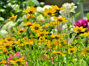 Coreopsis Tickseed Seeds