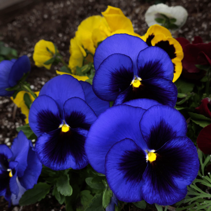 Swiss Giant Pansy Seeds