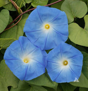 Blue Morning Glory Seeds