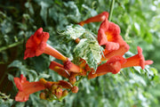 Climbing Scarlet Trumpet Vine Seeds