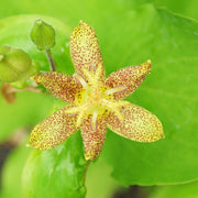 Japanese Toad Lily Tricyrtis Puberula Seeds