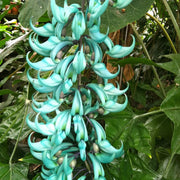 Macrobotrys Strongylodon Seeds