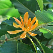 Ornamental Tree Magnolia Seeds