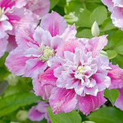 Double White Pink Clematis Seeds