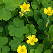 Wood Sorrel Oxalis Seeds
