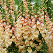 Peach Foxglove Seeds