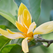 Butterfly Magnolia Seeds