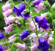 Mixed Colors Canterbury Bells Seeds
