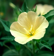 Lamarckiana Evening Primrose Seeds