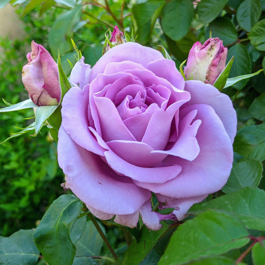 Purple Climbing Rose Seeds