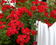 Climbing Rose Seeds
