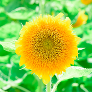 Teddy Bear Dwarf Sunflower Seeds