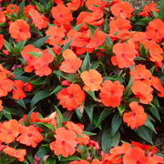Impatiens Seeds
