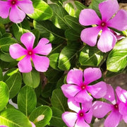 Pink Vinca Rosea Seeds