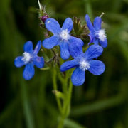 Anchusa Officinalis Seeds - Herbal Seeds