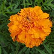 Vibrant Marigold Seeds