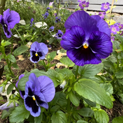 Swiss Giant Pansy Seeds