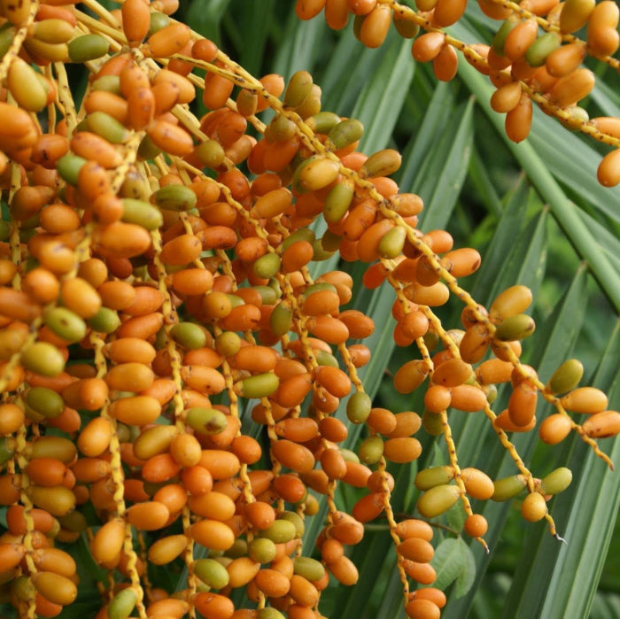 Phoenix Canariensis Seeds