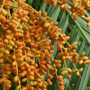 Phoenix Canariensis Seeds