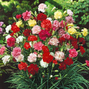 Mixed Colors Carnation Seeds