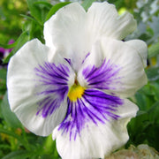 White Violet Pansy Seeds