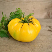 Yellow Dixie Golden Giant Tomato Seeds
