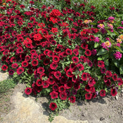Maroon Color Petunias Seeds