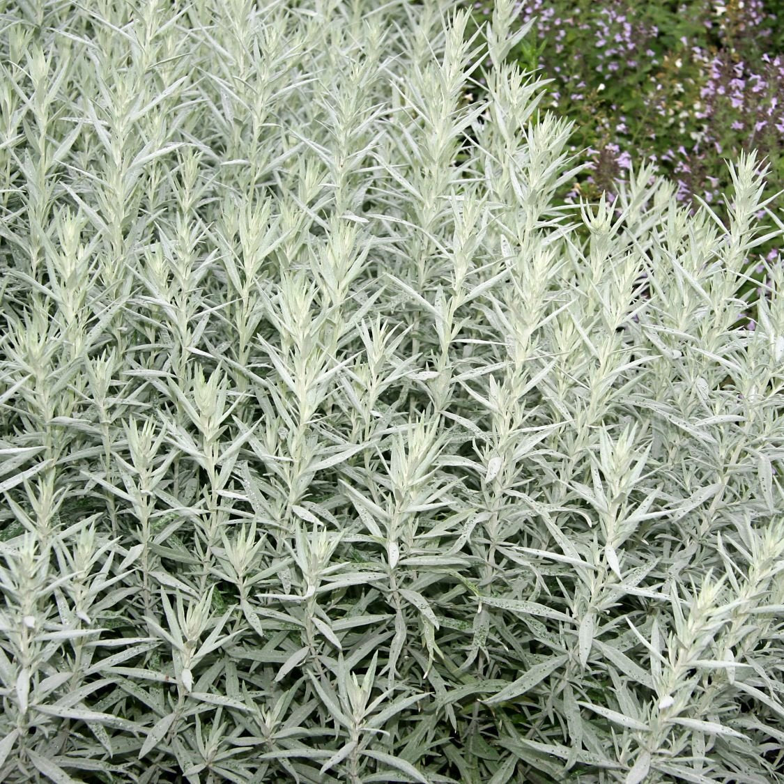 Silver Sagebrush Seeds, Herbal