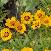 Bright Tickseed Seeds