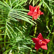Ipomea Quamoclit Cypress Vine Seeds