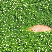 Irish Moss Seeds - Herbal Seeds