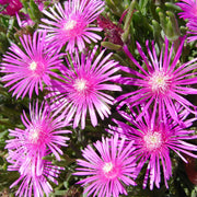 Delosperma Ice Seeds