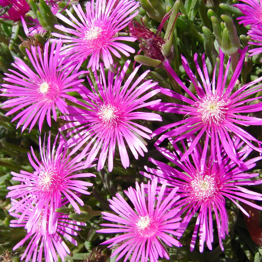 Delosperma Ice Seeds