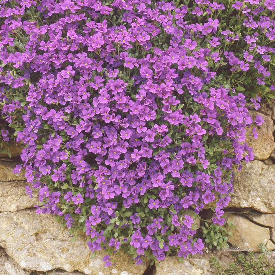 Rainbow Rock Cress Seeds