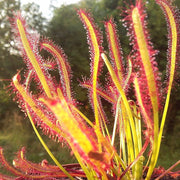 Drosera Capensis Sundew Seeds, Herbal