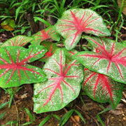 Bicolor Caladium Seeds, Herbal