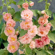 Apricot Peach Parfait Seeds
