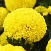African Yellow Marigold Seeds