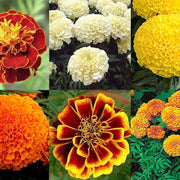 Mix Marigold Seeds
