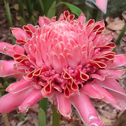 Pink Torch Ginger Etlingera Elatior Seeds