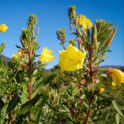 Evening Primrose Oenothera Biennis Seeds