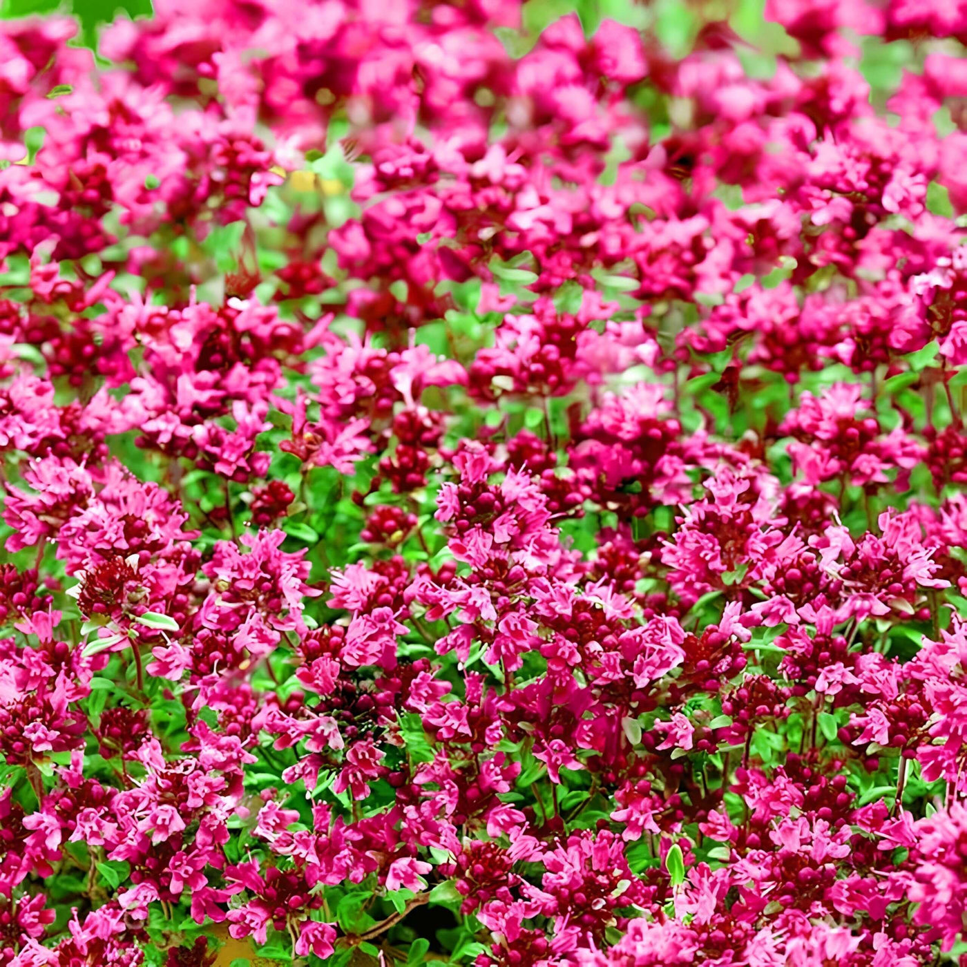 Pink Creeping Thyme Seeds, Herbal